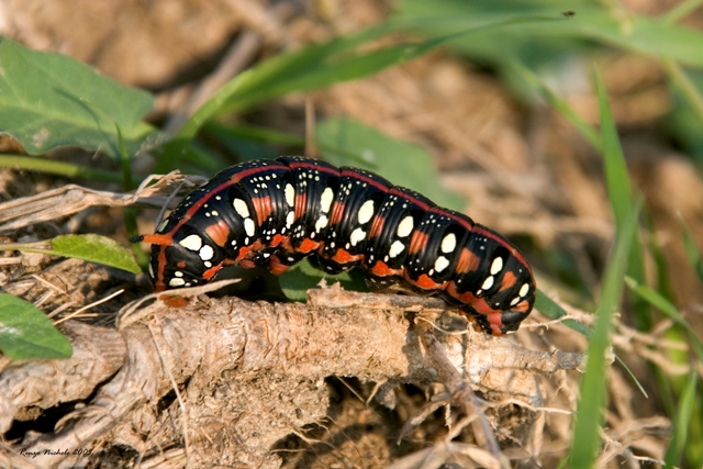 Bruchi: Papilio machaon, Macrothylacia rubi Hyles euphorbiae